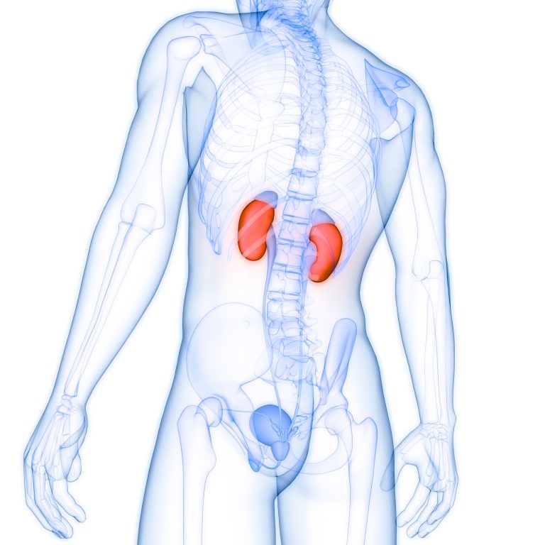 Human,Urinary,System,Kidneys,With,Bladder,Anatomy
